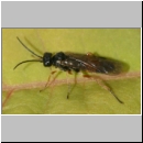 Ametastegia equiseti - Blattwespe 01a 7mm.jpg